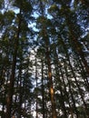 The sky was covered by dense and upright trees.