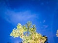 the sky was slightly cloudy and the trees were exposed to light after the rain stopped