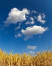 Sky and wheat field landscape. Nature vertical background