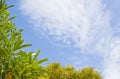 Sky with yellow&green tree Royalty Free Stock Photo