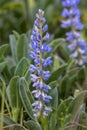 Skyblue Lupin