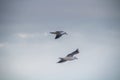 Skybound Charmers: Black-headed Gull Birds Soaring Through the Skies Royalty Free Stock Photo