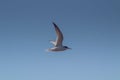 Skybound Mariners: Sternidae Birds Soaring Over the Sky