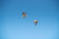 Skybound Pair: Two Eurasian Stone-curlew Birds Soaring in the Sky Royalty Free Stock Photo