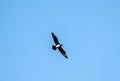 Skybound Predators: Parasitic Jaegers Soar in Blue Skies