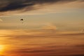 Skydiver flying in the evening sunset sky on a paraglider