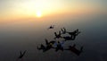 Silhouette of a group of skydivers jumping at the end of the day. Royalty Free Stock Photo