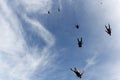 Skydiving. A flock of skydivers is in the blue sky. Royalty Free Stock Photo