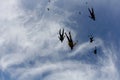 Skydiving. A flock of skydivers is in the blue sky. Royalty Free Stock Photo