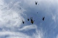 Skydiving. A flock of skydivers is in the blue sky. Royalty Free Stock Photo