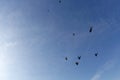 Skydiving. Skydivers are flying in the sky like a flock of birds. Royalty Free Stock Photo