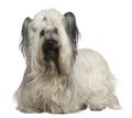 Skye Terrier, 3 and a half years old Royalty Free Stock Photo