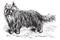 Skye Terrier or Canis lupus familiaris vintage engraving