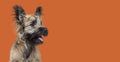 Skye Terrier dog head shot, panting and looking away on dark orange Royalty Free Stock Photo
