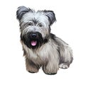 Skye Terrier lap dog tiny pet of small size digital art. Puppy looking in distance breeding domestic animal closeup