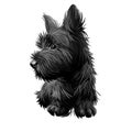 Skye Terrier lap dog tiny pet of small size digital art. Puppy looking in distance breeding domestic animal closeup watercolor