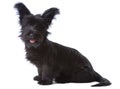 Skye terrier puppy Royalty Free Stock Photo