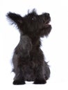 Skye terrier puppy isolated Royalty Free Stock Photo