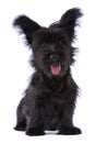 Skye terrier puppy isolated Royalty Free Stock Photo