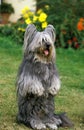 Skye Terrier Sitting up and Beg Royalty Free Stock Photo
