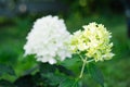 Skyfall Hydrangea Cone Forming in Summer Garden Royalty Free Stock Photo