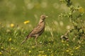 Skylark, Alauda arvensis, Royalty Free Stock Photo