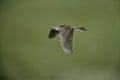 Skylark, Alauda arvensis Royalty Free Stock Photo