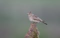 Skylark, Alauda arvensis Royalty Free Stock Photo