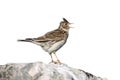 Skylark, Alauda arvensis Royalty Free Stock Photo