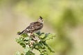 Skylark, Alauda arvensis