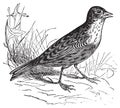 Skylark or Alauda arvensis vintage engraving Royalty Free Stock Photo