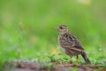 Skylark (Alauda gulgula) Royalty Free Stock Photo