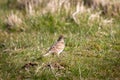 A Skylark bird standing in a field
