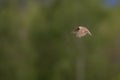 A skylark in flight in front of green background of trees. Royalty Free Stock Photo