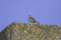 Skylark on lichen covered concrete