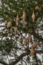 Skylark nests with many tamarind tree branches.