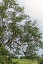 Skylark nests with many tamarind tree branches.