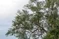 Skylark nests with many tamarind tree branches.