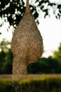 Skylark nests
