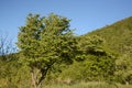 Skyline Drive Tree in Summer.