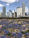 Skyline from Lurie Garden Royalty Free Stock Photo