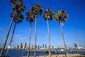 Skyline of San Diego and Palm Trees Royalty Free Stock Photo