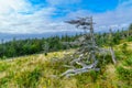 Skyline trail, in Cape Breton Highlands National Park Royalty Free Stock Photo