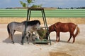 Skyros pony horses hay feeder