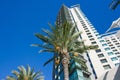 Skyscraper and palm tree