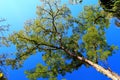 Skyscraper tree in Iguazu National Park - Argentina