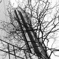 Skyscraper and tree