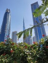 The skyscrapers appears behind the trees