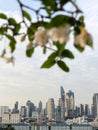 Skyscrapers, Bangkok, evening sunlight, blurred white flowers