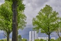 Skyscrapers in Berlin behind street trees framed by gloomy storm clouds